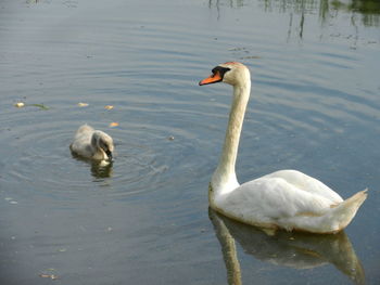 High angle view of mute swan swimming by cygnet on lake