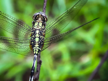 Close-up of dragonfly on leaf