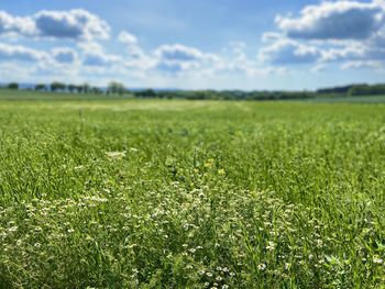 Scenic view of field against sky