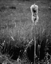 Close-up of plant growing on field