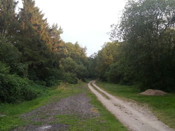 Road passing through forest