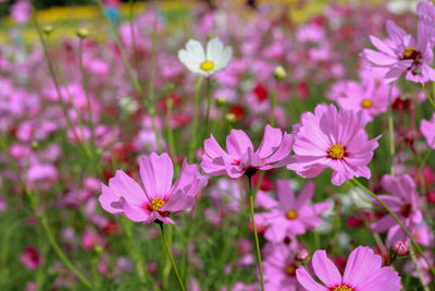 Close-up of pink cosmos flowers blooming outdoors