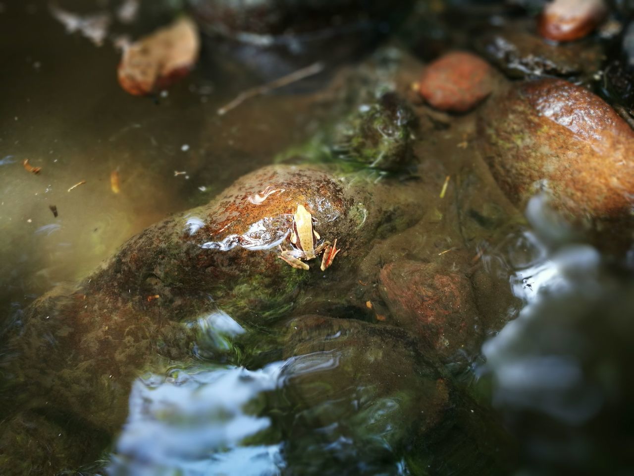 water, nature, outdoors, day, no people, selective focus, rippled, turtle, close-up, beauty in nature, amphibian, tranquility