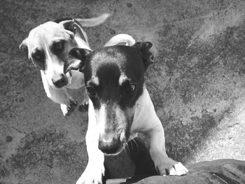 Close-up portrait of dogs