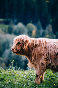 View of a dog on field