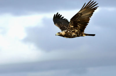 Low angle view of eagle flying in sky