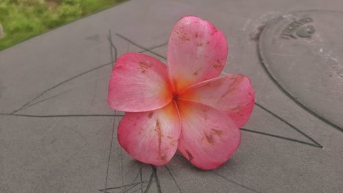 High angle view of pink flower on footpath