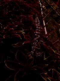 High angle view of plant at night