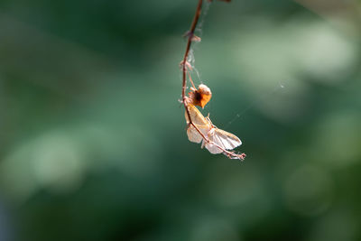 Close-up of insect on spider web