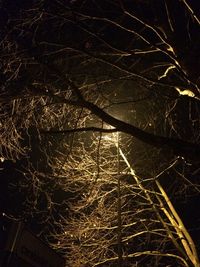 Low angle view of illuminated bare tree against sky