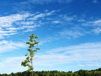 Low angle view of trees against sky