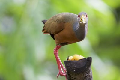 Close-up of bird eating food