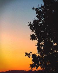Silhouette of trees at sunset