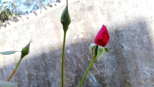 Close-up of red flower