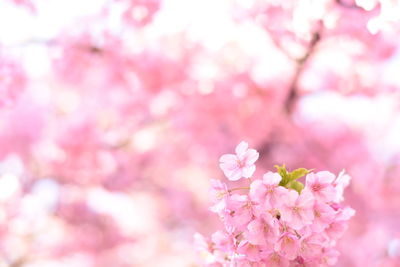 Close-up of pink cherry blossoms