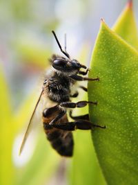 Close-up of honey bee pollinating flower