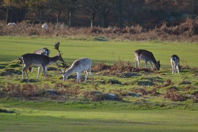 Horses grazing on field