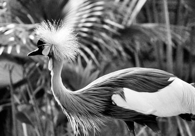 Close-up of a bird flying