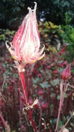 Close-up of red flower against blurred background