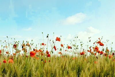 Poppies growing on field against sky