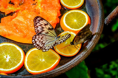 Close-up of nymph butterfly on orange fruits in plate