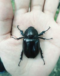 Close-up of insect on hand