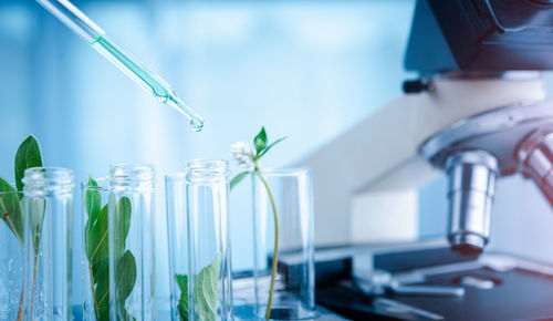 Close-up of plants against blurred background