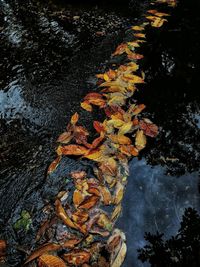 High angle view of maple tree during autumn