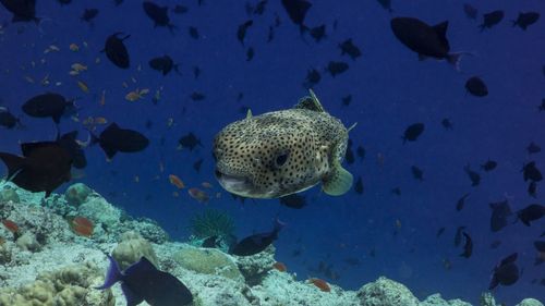 Fish swimming in sea