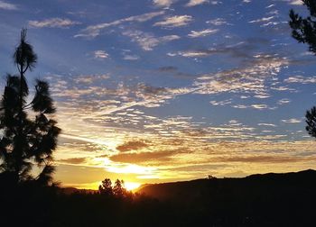 Silhouette of trees at sunset