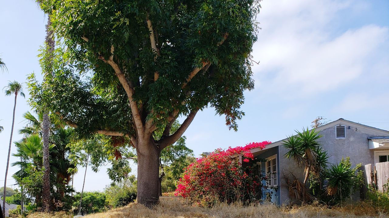 plant, tree, building exterior, architecture, built structure, sky, building, growth, nature, house, day, no people, residential district, outdoors, tree trunk, trunk, green color, land, cloud - sky, field