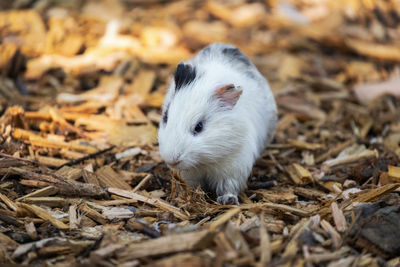 Scenes of a guinea pig