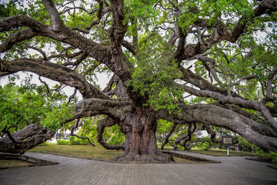 Close-up of tree against sky