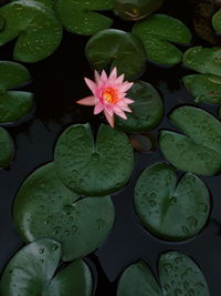 High angle view of lotus water lily in pond
