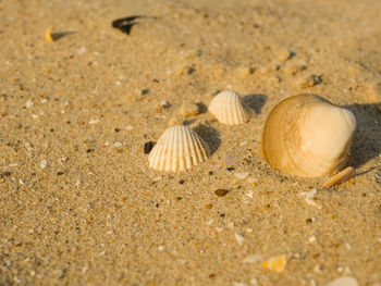 Close-up of shell on sand