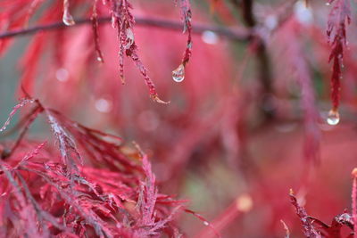 Close-up of raindrops on tree branch