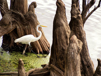 Birds perching on tree by lake