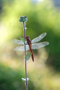 dragonflies and damseflies