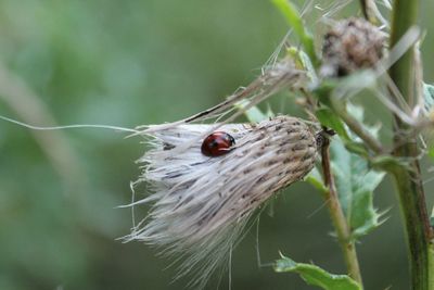 Close-up of ladybug on plant