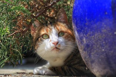 A cute cat hiding