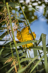 Low angle view of yellow flowering plants