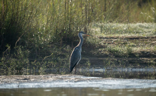 Gray heron in lake