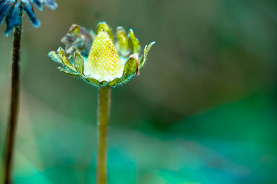 Close-up of yellow flowering plant