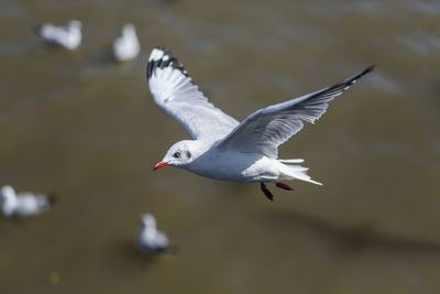 Seagull flying