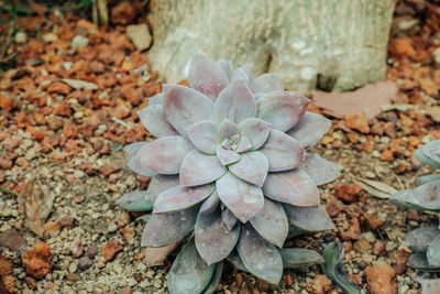 High angle view of succulent plant