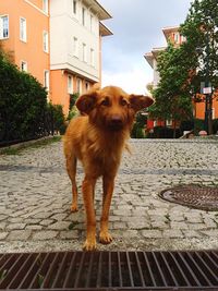 Dog standing pathway amidst buildings