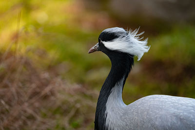 Demoiselle crane side view