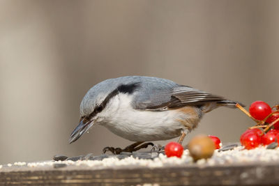 Close-up of bird perching on a fruit