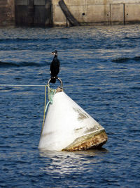 Seagull perching on a boat