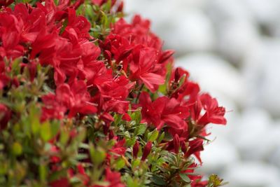 Close-up of red flowers